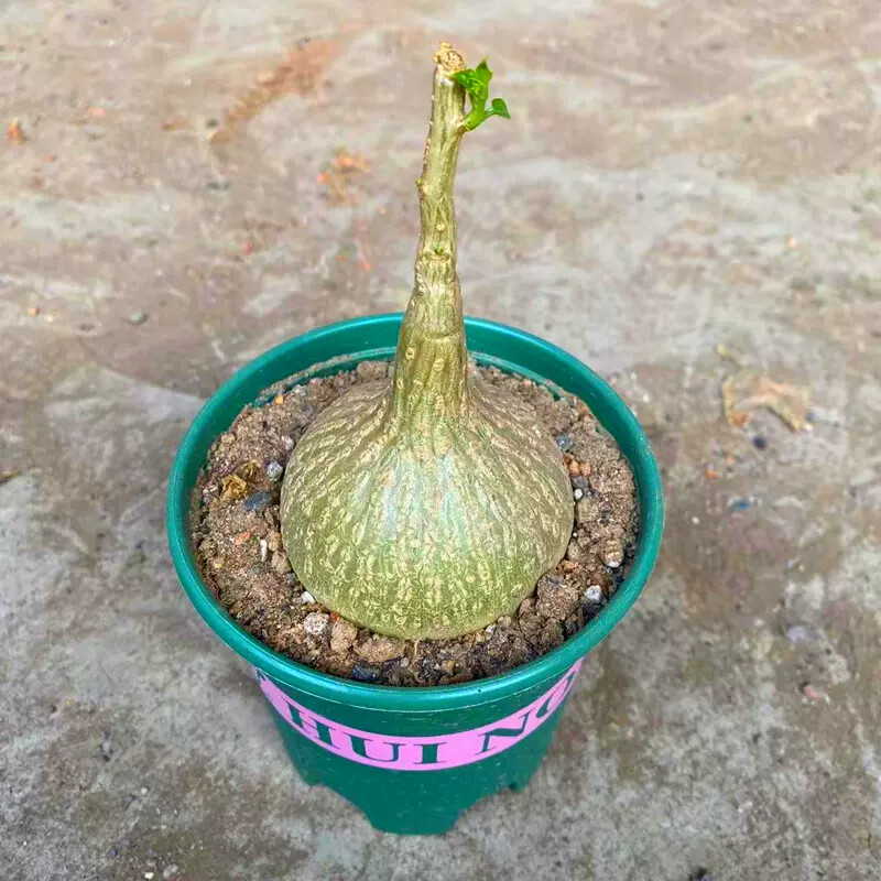 6cm 1PCS Seedling Cactus Live Plants Gerrardanthus macrorhizus Beautiful root tuber succulent plants