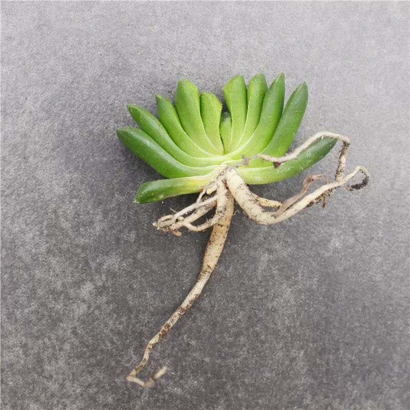 6cm 1PCS Seedling Cactus Live Plants Haworthia truncata Schönland Beautiful Rare succulent plant