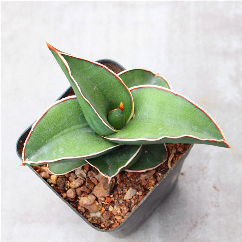 5-7CM 1PCS Succulent Live Plant Sansevieria Samurai Dwarf Beautiful Sansevieria Rare Cactus