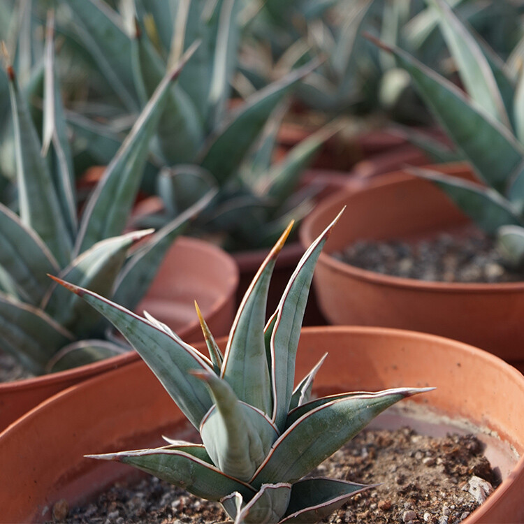 8-10CM 1PCS Cactus Live Plants Sansevieria Pinguicula Beautiful Garden Rare succulent plant