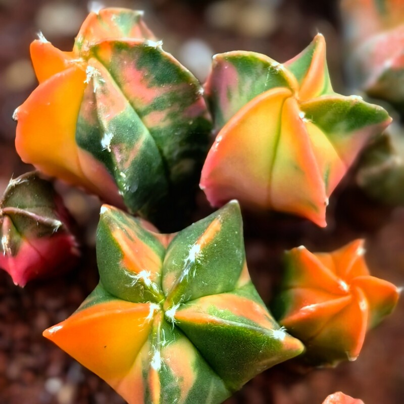 2CM 1PCS Seedling Cactus Live Plants Astrophytum Myriostigma Variegated Beautiful Rare Cactus