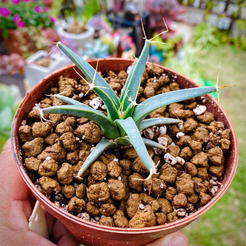 4-6cm 1PCS Seedling Cactus Live Plants Leuchtenbergia principis Beautiful Rare succulent plant