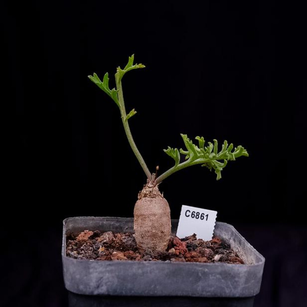 2CM 1PCS Cactus Live Plants Pelargonium Parviflorum Beautiful Cactus Rare Root tuber Cactus