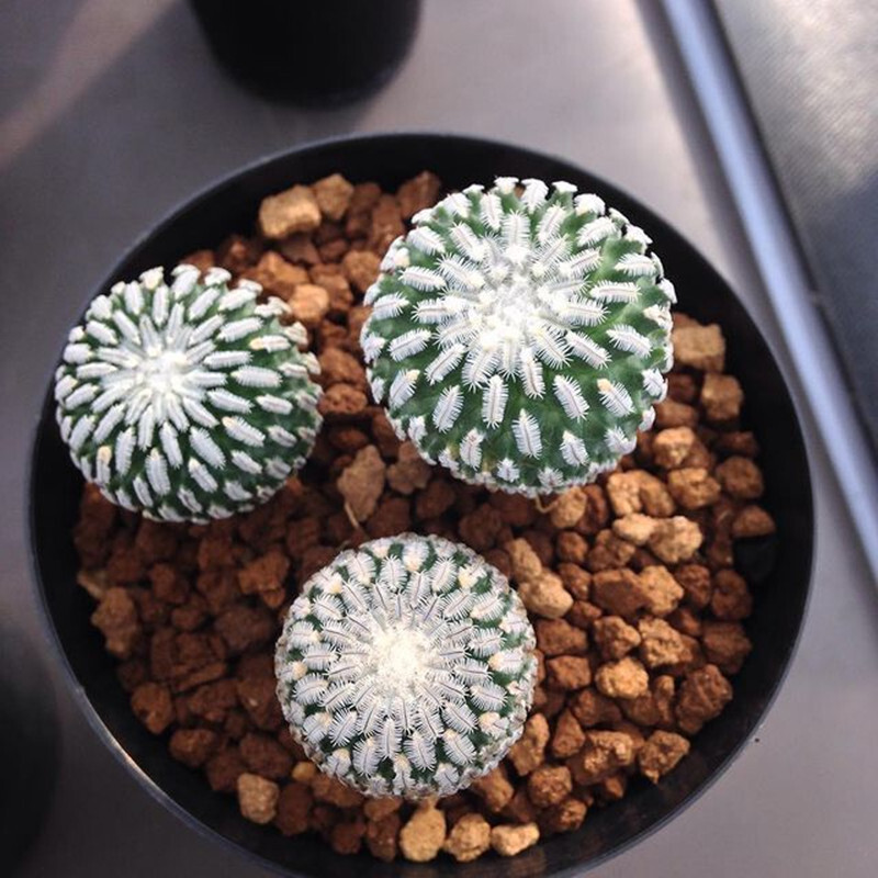 2-3cm Cactus Live Plants Turbinicarpus pseudopectinatus Beautiful Cactus Garden