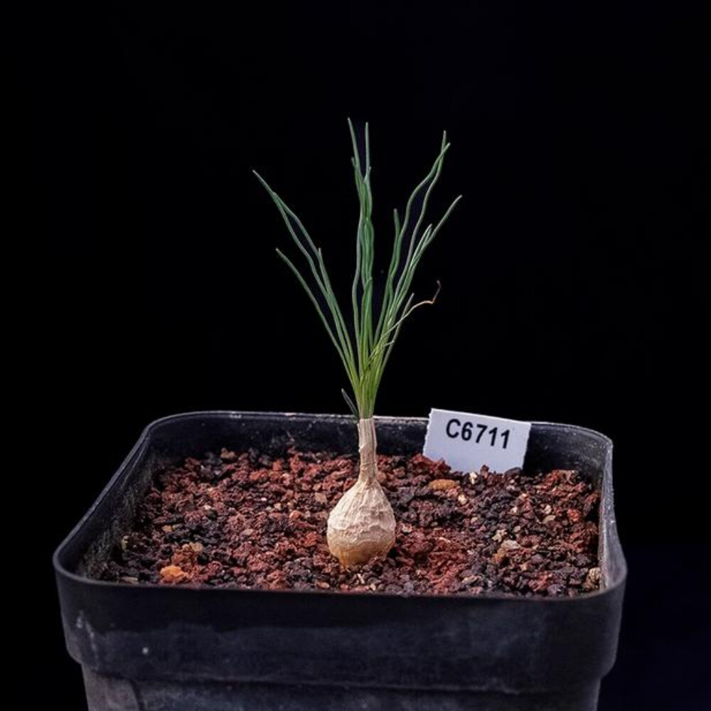 2cm Cactus Live Plants Ornithogalum Tortuosum Beautiful Rare Garden root tuber Cactus