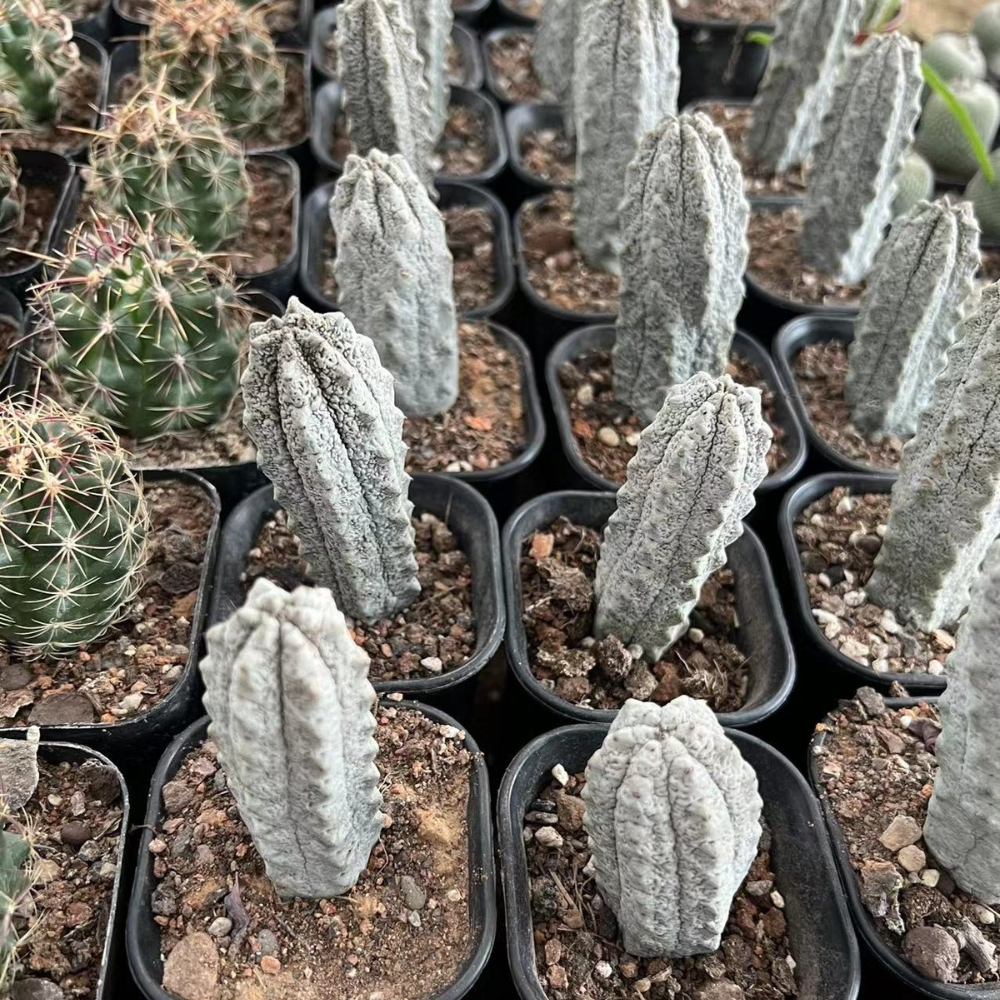 10cm Cactus Live Plants Euphorbia Abdelkuri Beautiful Rare Euphorbia Garden Cactus