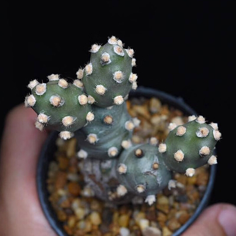 5cm 1PCS Multiple-heads Cactus Live Plants Tephrocactus molinensis Beautiful Cactus Rare Cactus