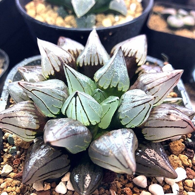 5-6cm 1PCS Seedling Cactus Live Plants Haworthia Magnifica V.atrofusca Beautiful Rare succulent plant