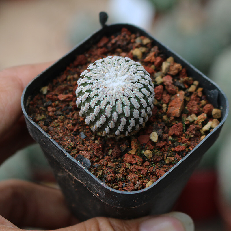 2-3cm Cactus Live Plants Turbinicarpus pseudopectinatus Beautiful Cactus Garden