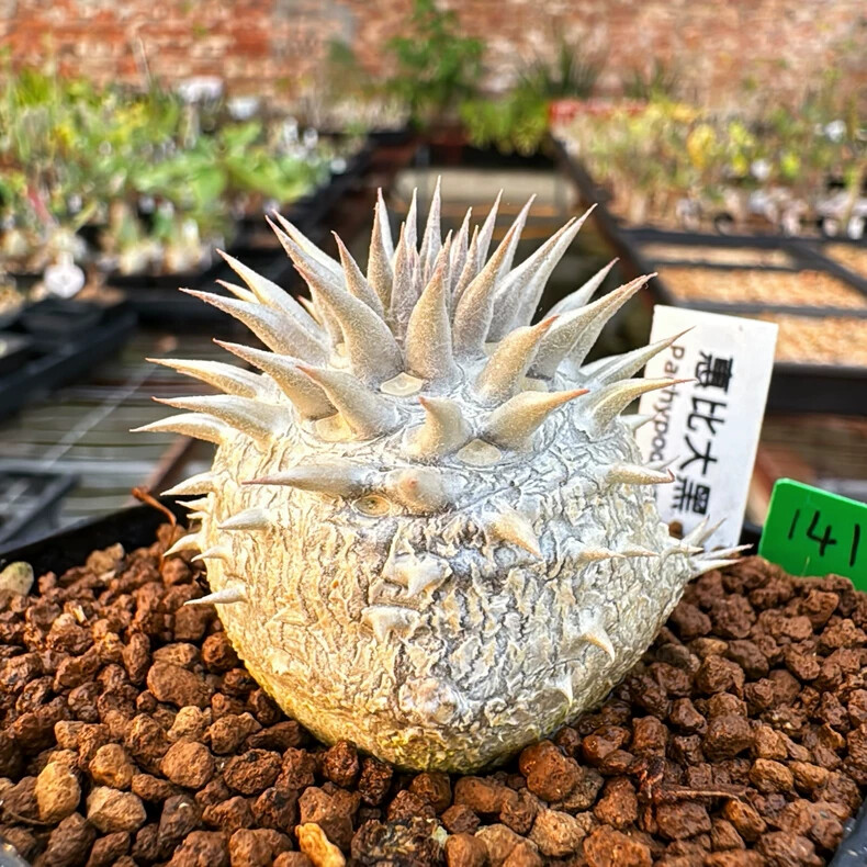 3-4cm 1PCS Seedling Cactus Live Plant Pachypodium Densiflorum X Brevicaule Beautiful Rare Garden Cactus