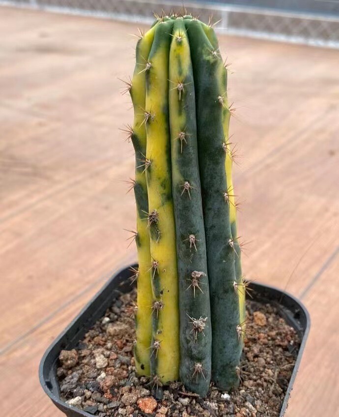 9-11cm 1PCS Cactus Live Plant Trichocereus pachanoi Variegated Beautiful Cactus Rare Garden Cactus