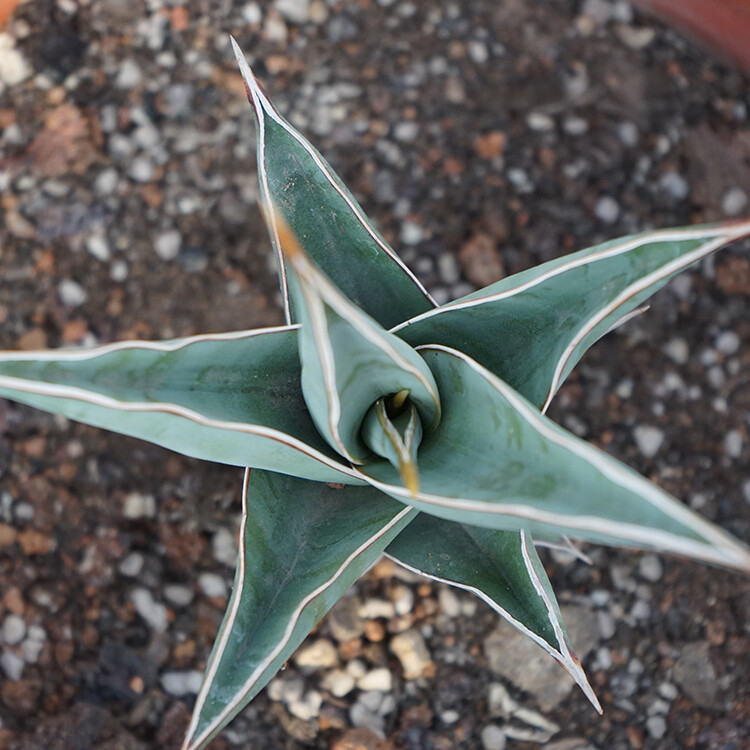 8-10CM 1PCS Cactus Live Plants Sansevieria Pinguicula Beautiful Garden Rare succulent plant