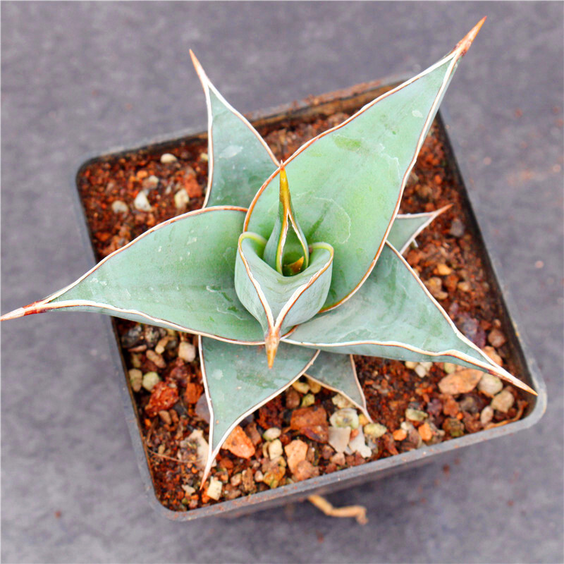 8-10CM 1PCS Cactus Live Plants Sansevieria Pinguicula Beautiful Garden Rare succulent plant