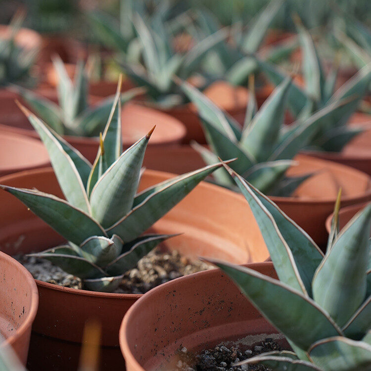 8-10CM 1PCS Cactus Live Plants Sansevieria Pinguicula Beautiful Garden Rare succulent plant