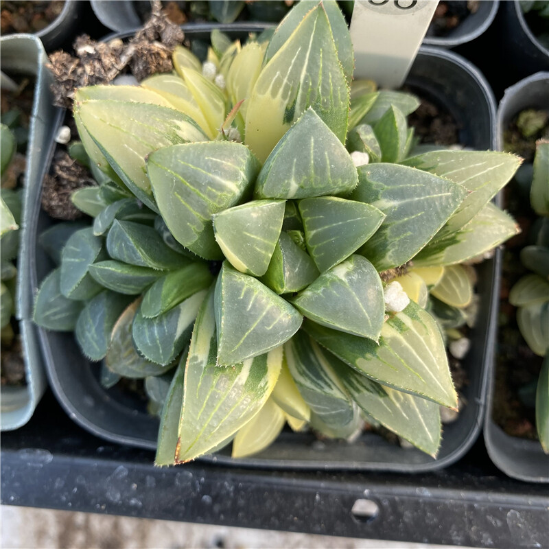 5-6cm Cactus Live Plants Haworthia heidelbergensis Variegata Beautiful Live Plants Rare Cactus