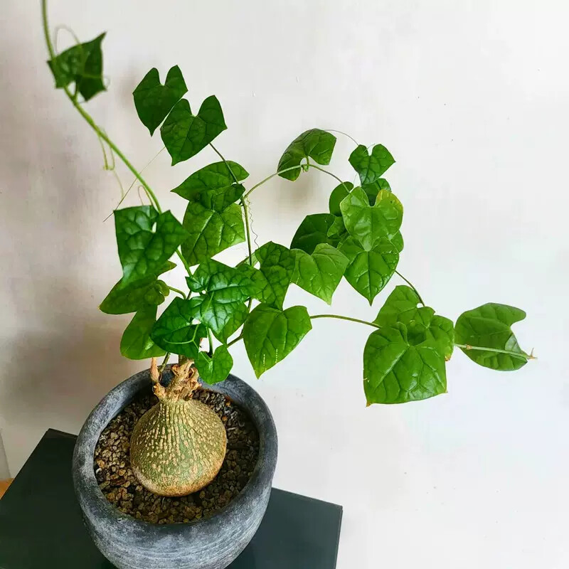 6cm 1PCS Seedling Cactus Live Plants Gerrardanthus macrorhizus Beautiful root tuber succulent plants