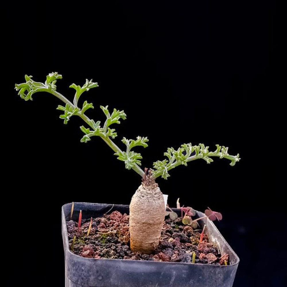 2CM 1PCS Cactus Live Plants Pelargonium Parviflorum Beautiful Cactus Rare Root tuber Cactus