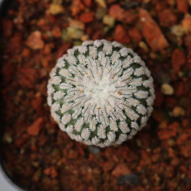 2-3cm Cactus Live Plants Turbinicarpus pseudopectinatus Beautiful Cactus Garden