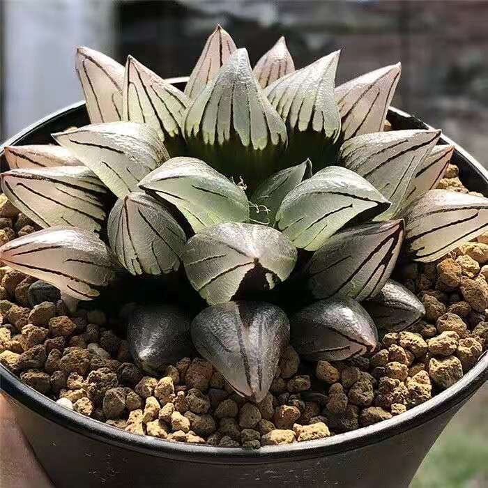 5-6cm 1PCS Seedling Cactus Live Plants Haworthia Magnifica V.atrofusca Beautiful Rare succulent plant