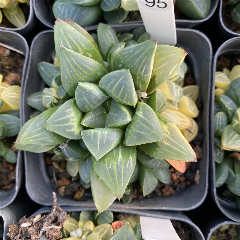 5-6cm Cactus Live Plants Haworthia heidelbergensis Variegata Beautiful Live Plants Rare Cactus