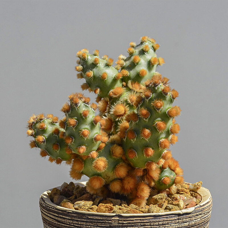5cm 1PCS Multiple-heads Cactus Live Plants Tephrocactus molinensis Beautiful Cactus Rare Cactus