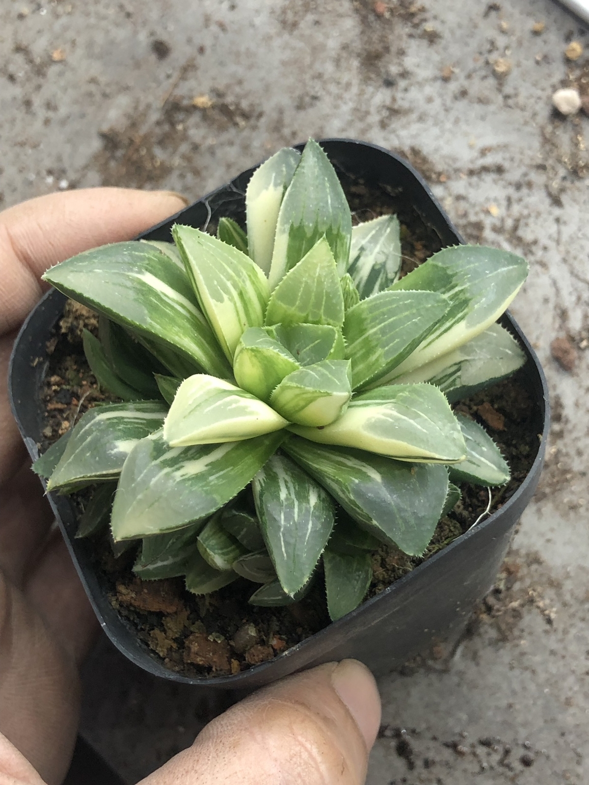 5-6cm Cactus Live Plants Haworthia heidelbergensis Variegata Beautiful Live Plants Rare Cactus