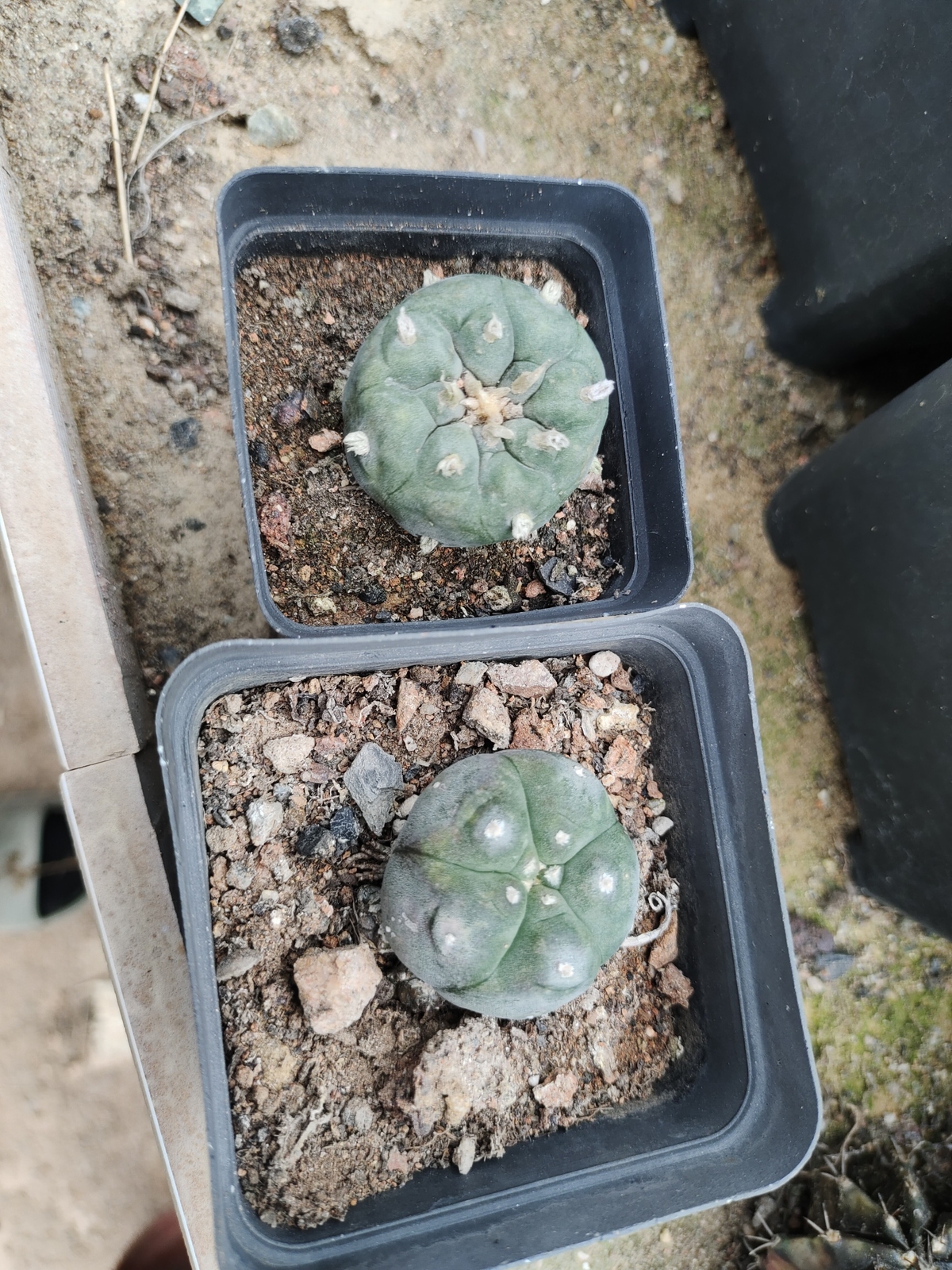 3cm Cactus Live Plants Lophophora williamsii Beautiful Cactus Rare Garden Cactus