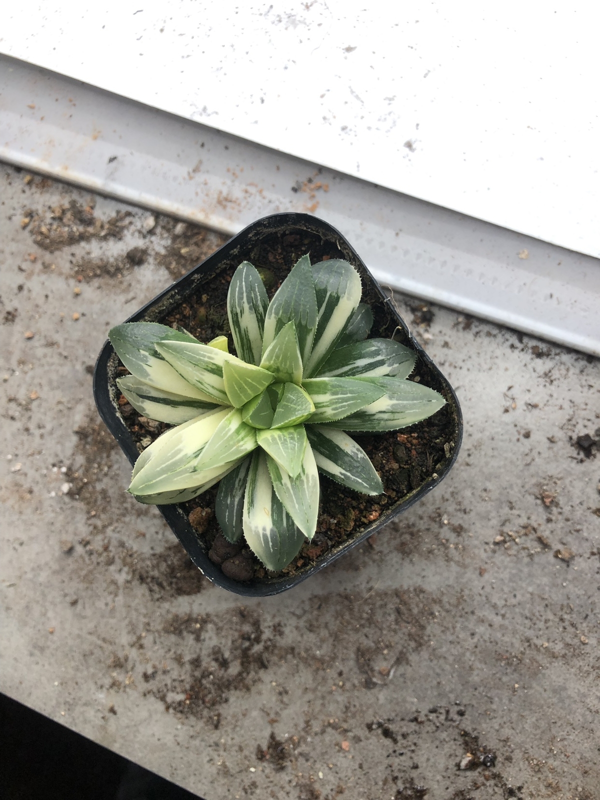 5-6cm Cactus Live Plants Haworthia heidelbergensis Variegata Beautiful Live Plants Rare Cactus