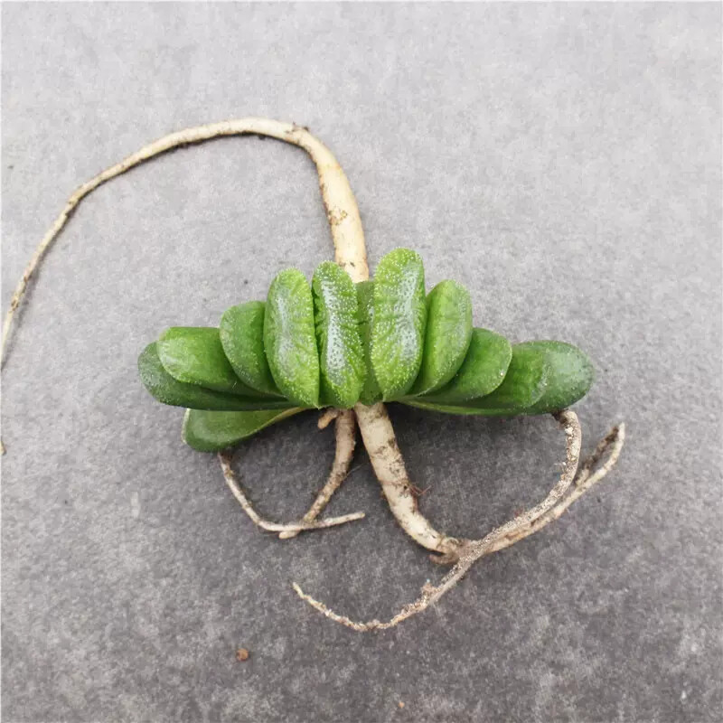 6cm 1PCS Seedling Cactus Live Plants Haworthia truncata Schönland Beautiful Rare succulent plant