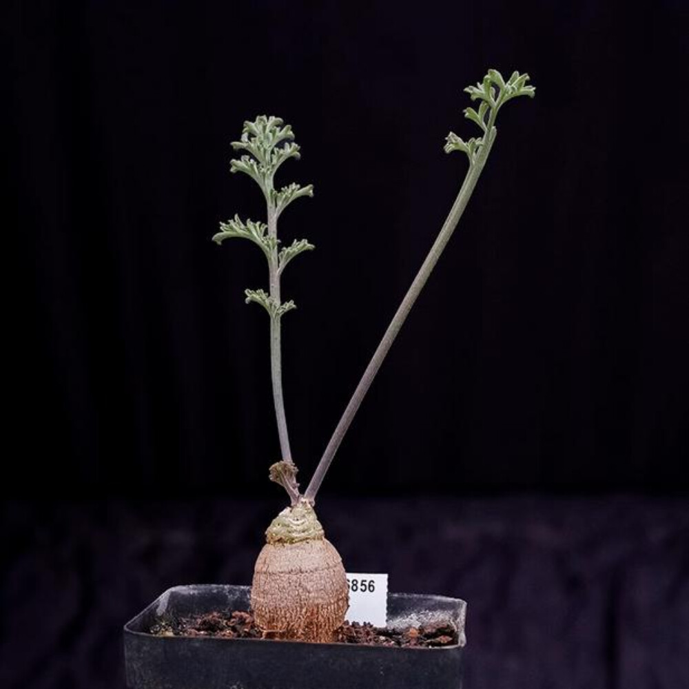 2CM 1PCS Cactus Live Plants Pelargonium Parviflorum Beautiful Cactus Rare Root tuber Cactus