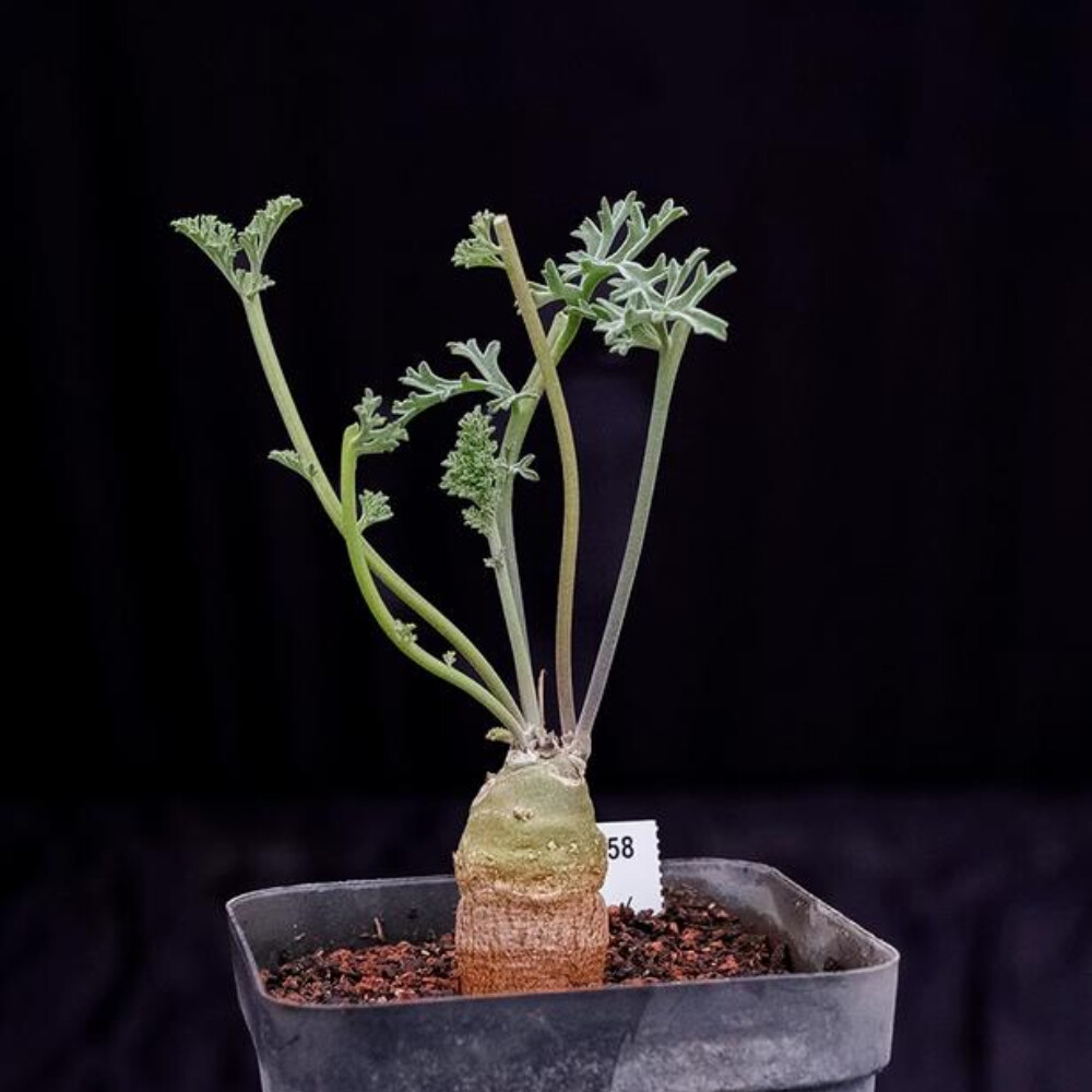 2CM 1PCS Cactus Live Plants Pelargonium Parviflorum Beautiful Cactus Rare Root tuber Cactus