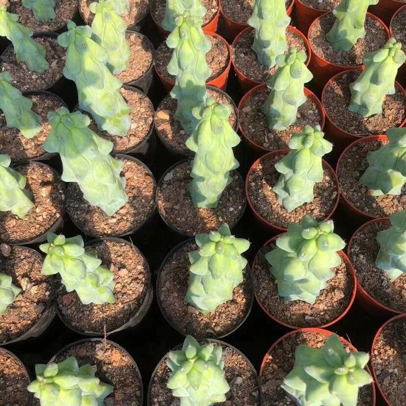 10cm Cactus Live Plant MyrtillocAactus Geometrizans Fukurokuryuzinboku Rare Cactus