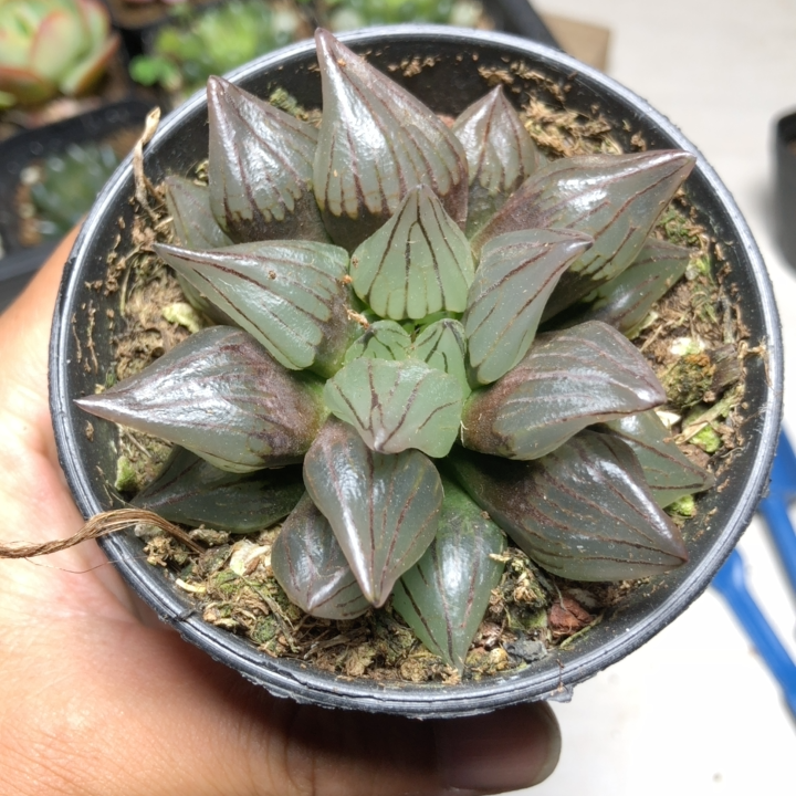 5-6cm 1PCS Seedling Cactus Live Plants Haworthia Magnifica V.atrofusca Beautiful Rare succulent plant