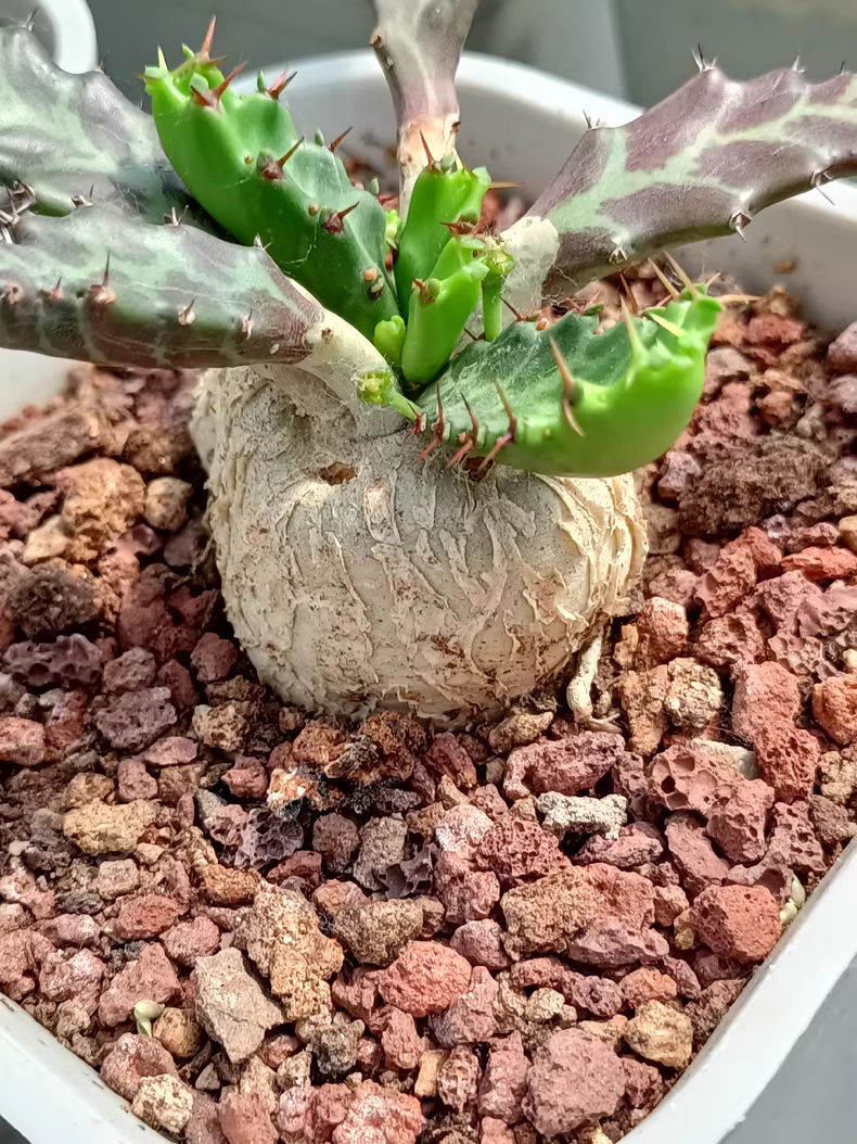 4.5-5CM 1PCS Cactus Live Plants Euphorbia Stellata Beautiful Cactus Rare Cactus