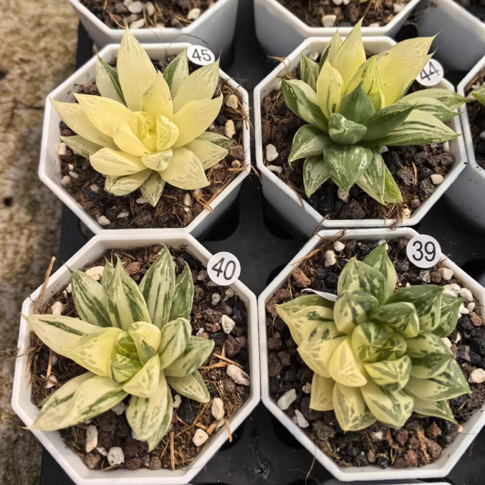 4-5CM 1PCS Seedling Cactus Live Plant Haworthia Cymbiformis Variegated Beautiful Cactus