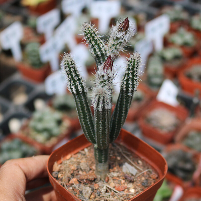 9cm 1PCS Cacuts Live Plants Echinocerteus Poselgeri Beautiful Cactus Rare Cactus