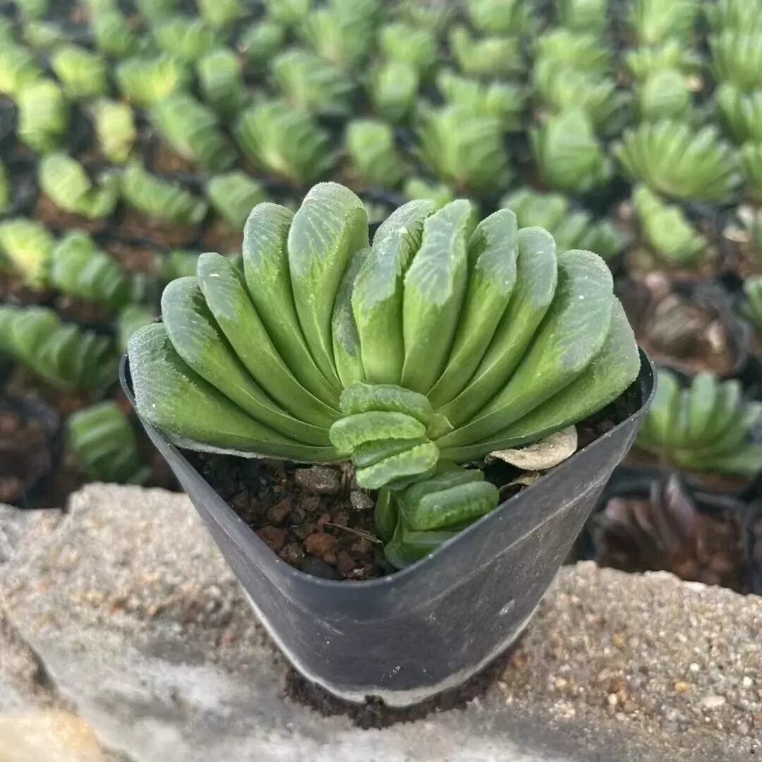 6cm 1PCS Seedling Cactus Live Plants Haworthia truncata Schönland Beautiful Rare succulent plant