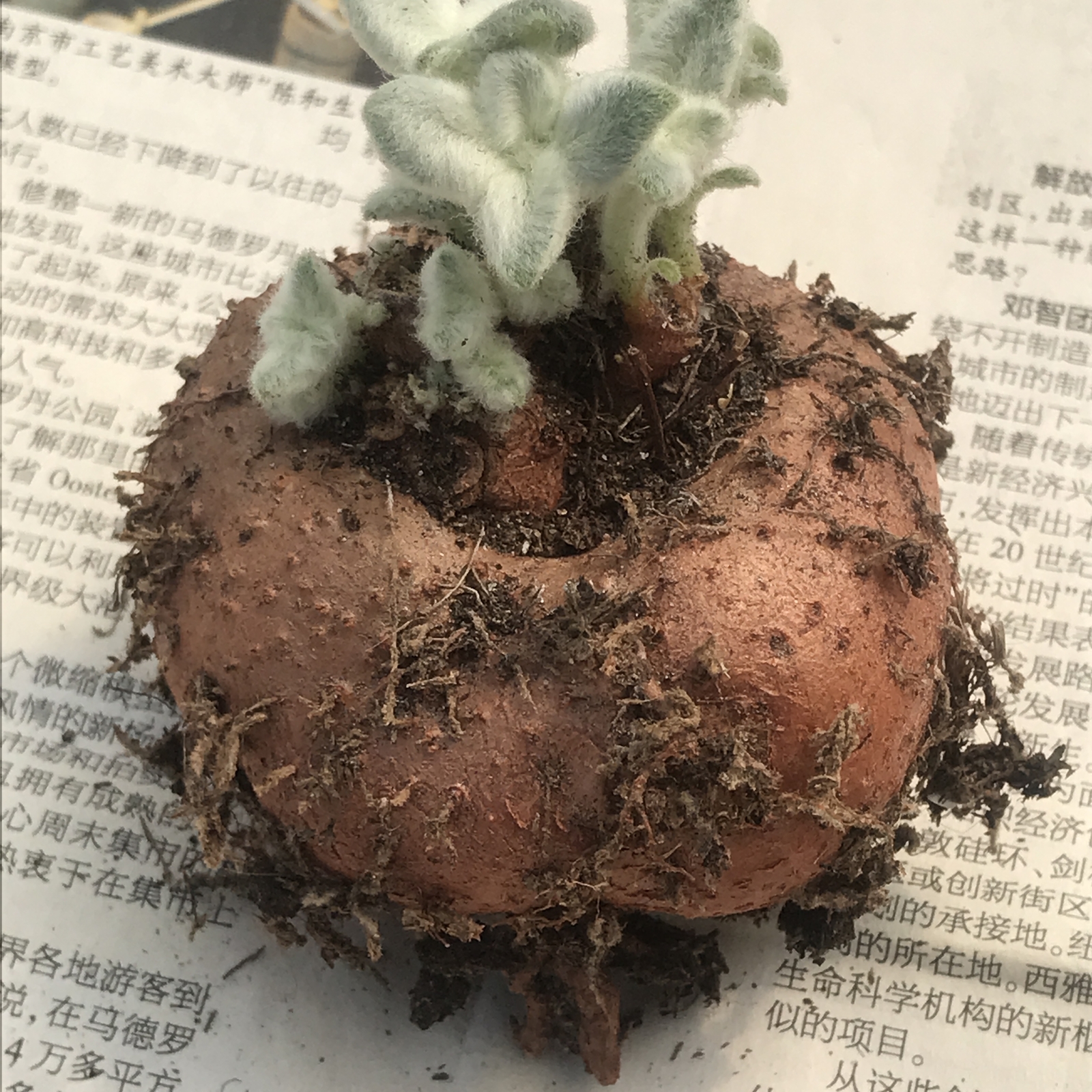 3-4cm 1PCS Cactus Live Plants Sinningia leucotricha Beautiful Root Tuber Cactus succulent plants