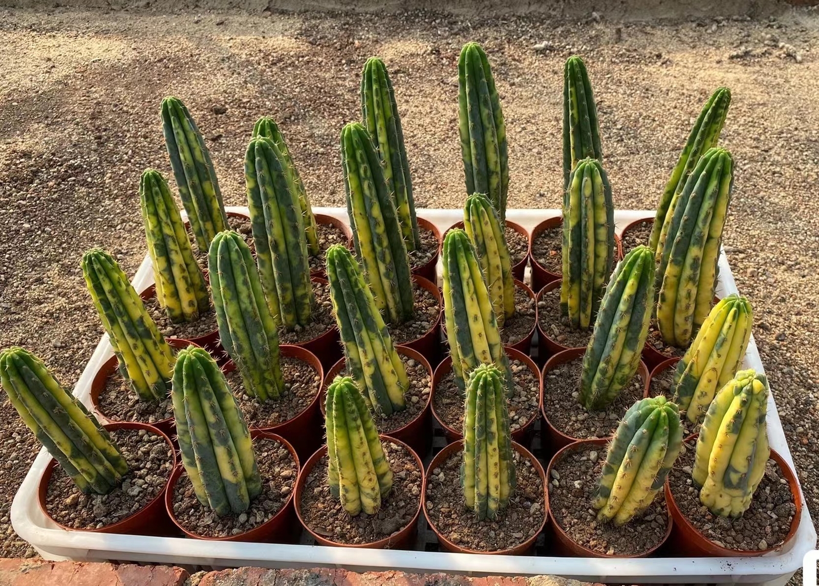 9-11cm 1PCS Cactus Live Plant Trichocereus pachanoi Variegated Beautiful Cactus Rare Garden Cactus