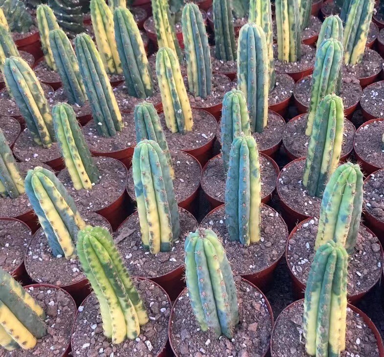 9-11cm 1PCS Cactus Live Plant Trichocereus pachanoi Variegated Beautiful Cactus Rare Garden Cactus