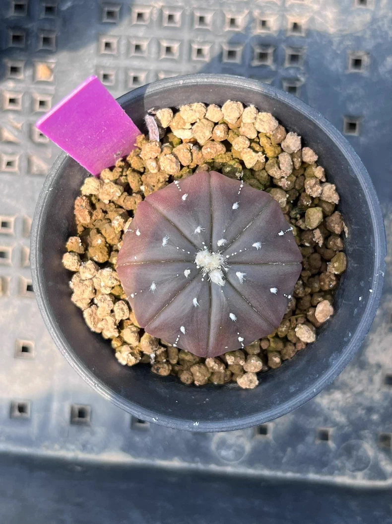 3PCS 3cm Cactus Live Plants Astrophytum Asterias Purple Astrophytum Beautiful Garden Rare Outdoor Planting