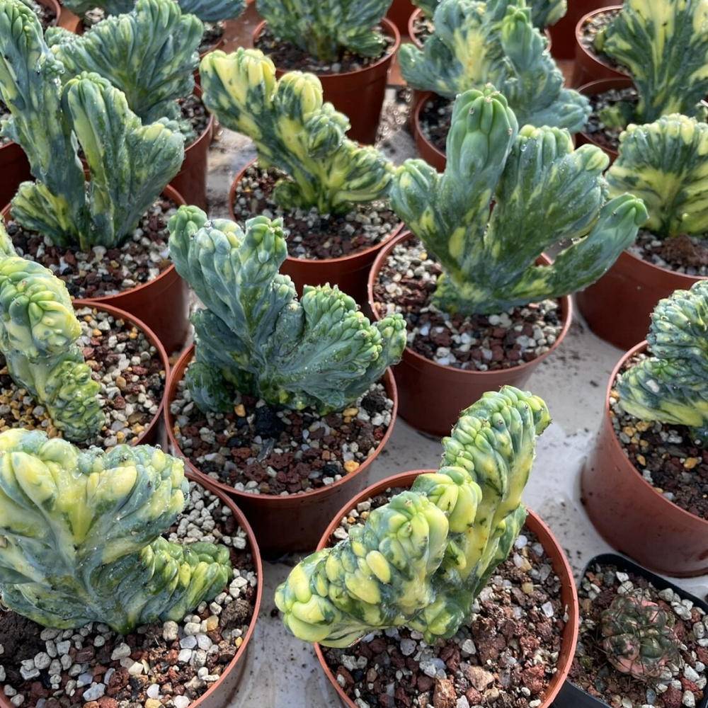 7-10cm 1PCS Cactus Live plants Myrtiiocactus Geometrizans Cristata Variegated Beautiful Rare garden Cactus