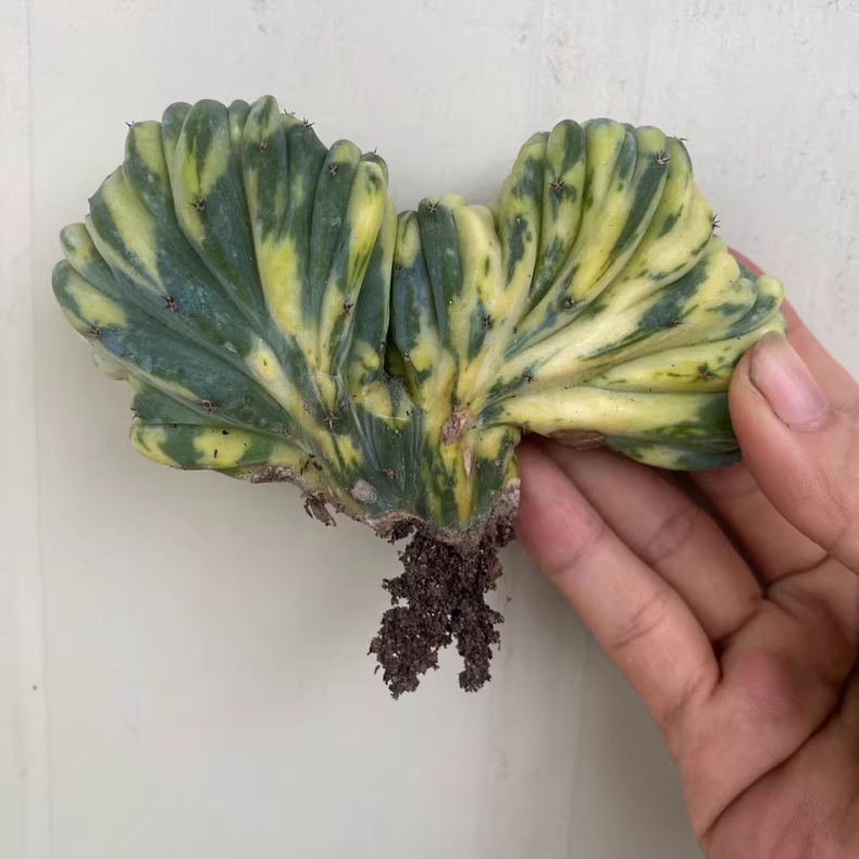 7-10cm 1PCS Cactus Live plants Myrtiiocactus Geometrizans Cristata Variegated Beautiful Rare garden Cactus