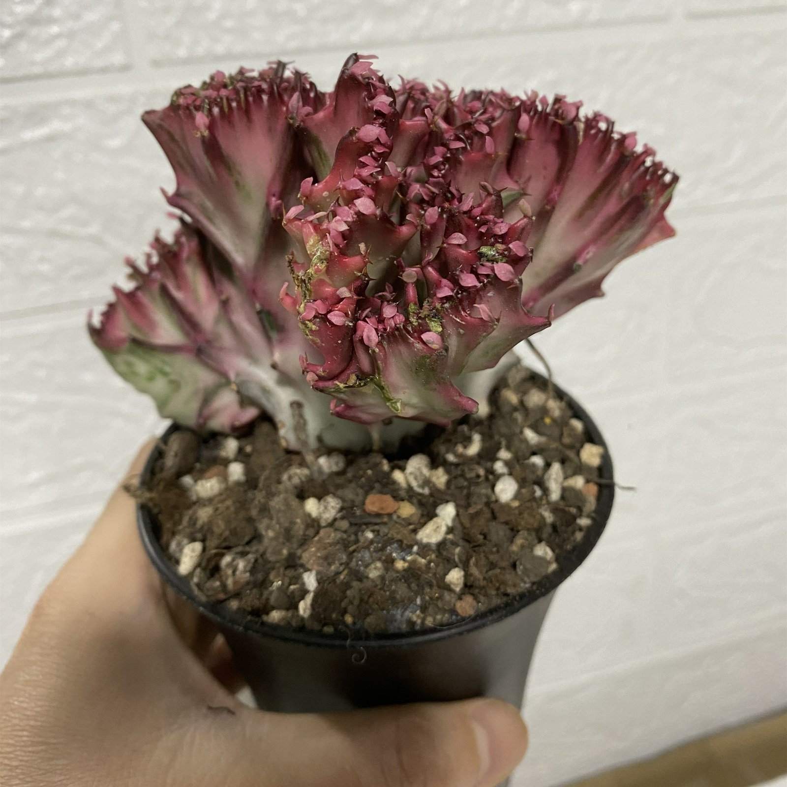 8-10CM 1PCS Cactus Live Plants Euphorbia Trigona F. Variegata Beautiful Rare Cactus