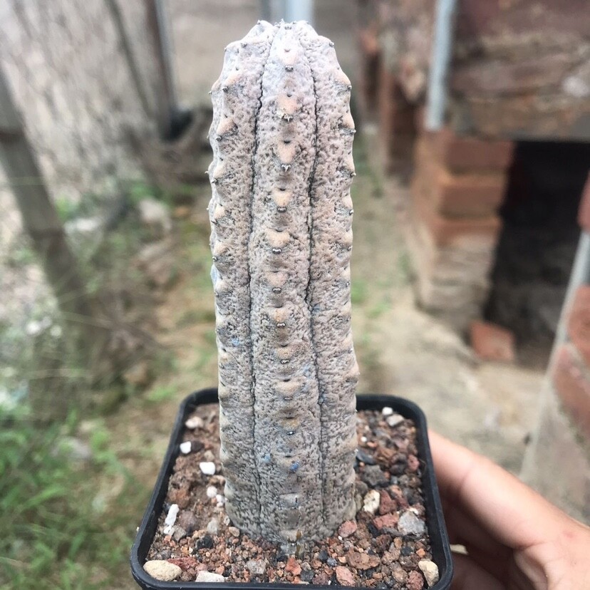 10cm Cactus Live Plants Euphorbia Abdelkuri Beautiful Rare Euphorbia Garden Cactus