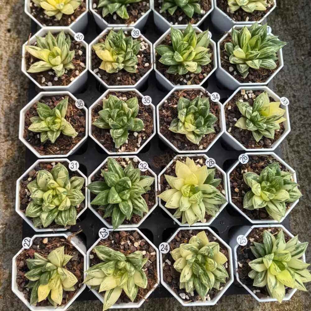 4-5CM 1PCS Seedling Cactus Live Plant Haworthia Cymbiformis Variegated Beautiful Cactus