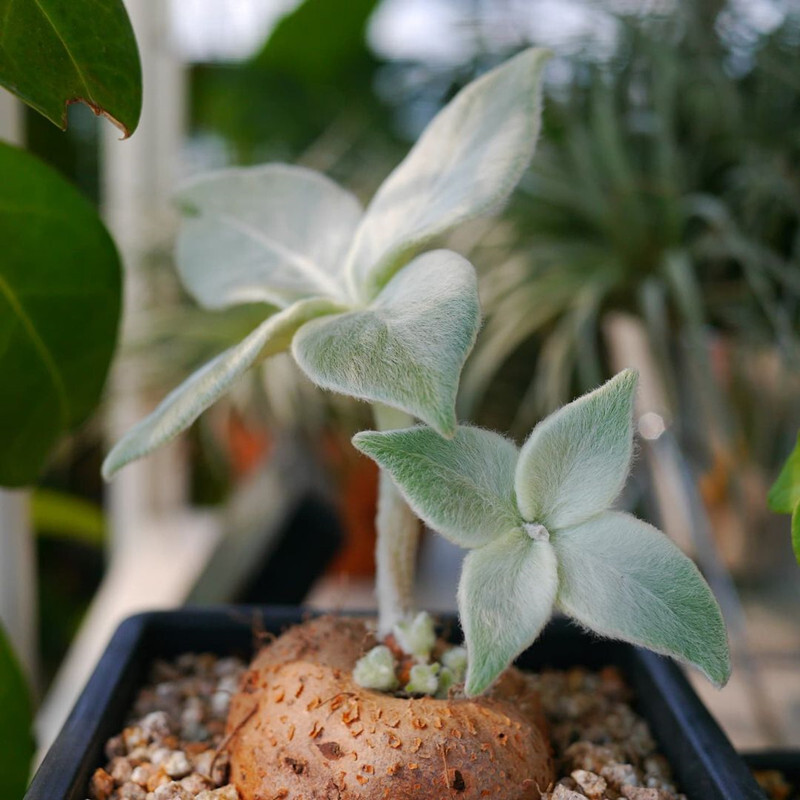 3-4cm 1PCS Cactus Live Plants Sinningia leucotricha Beautiful Root Tuber Cactus succulent plants