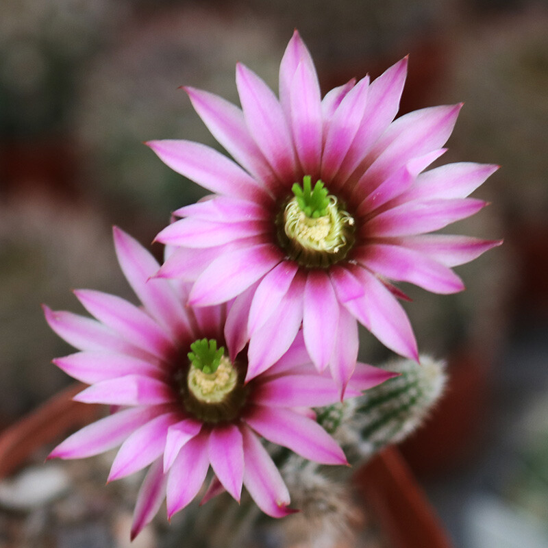 9cm 1PCS Cacuts Live Plants Echinocerteus Poselgeri Beautiful Cactus Rare Cactus