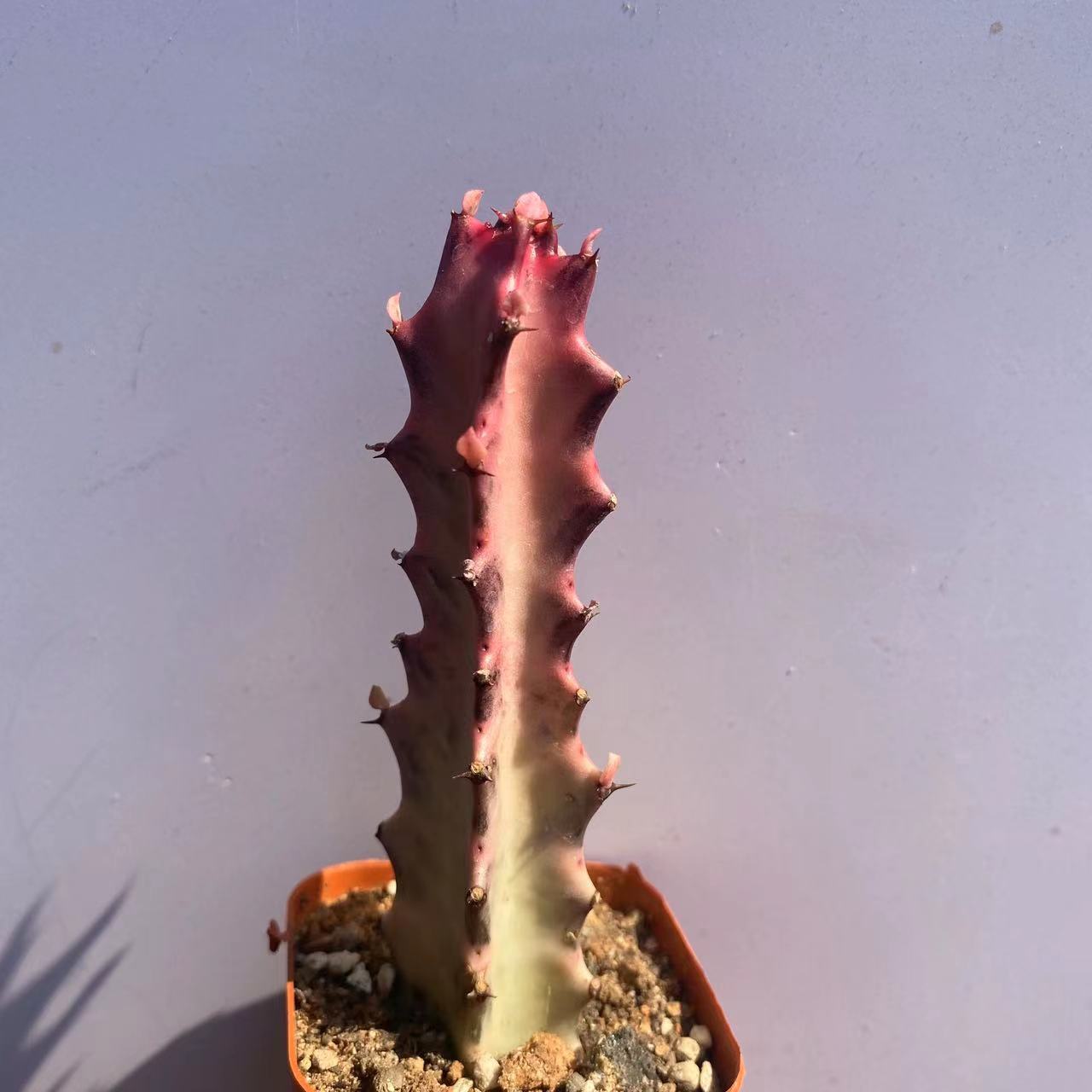 8-10CM Cactus Live Plants Euphorbia Trigona F. Variegata Beautiful Rare Cactus