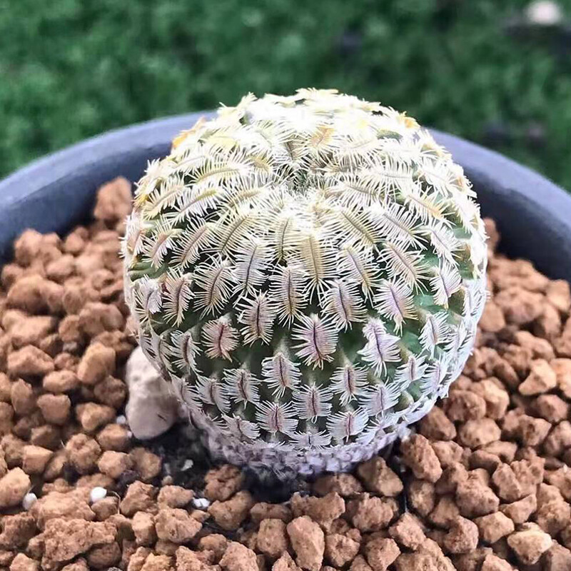 2-3cm Cactus Live Plants Turbinicarpus pseudopectinatus Beautiful Cactus Garden